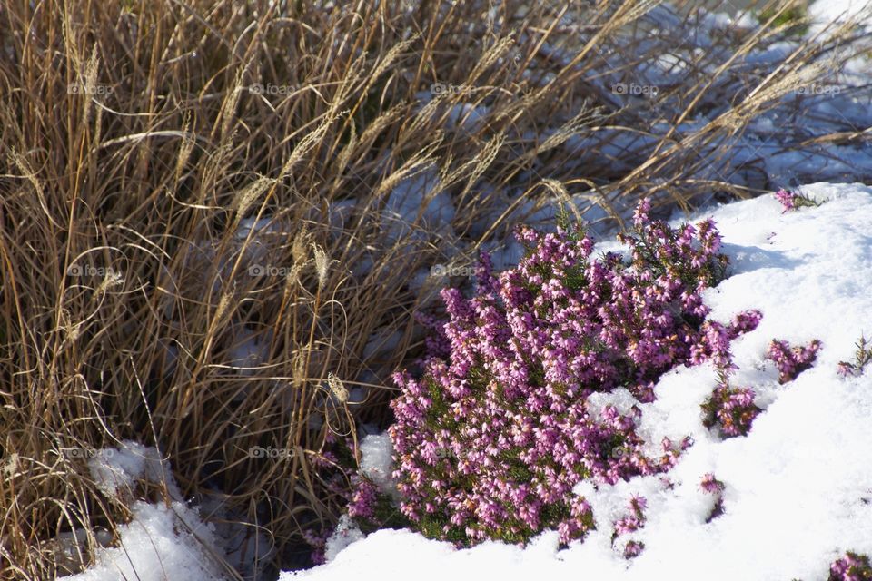 Heather in the snow