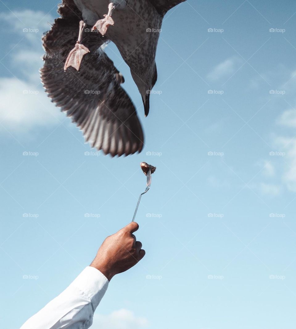 Seagulls are spoiled in Istanbul. 