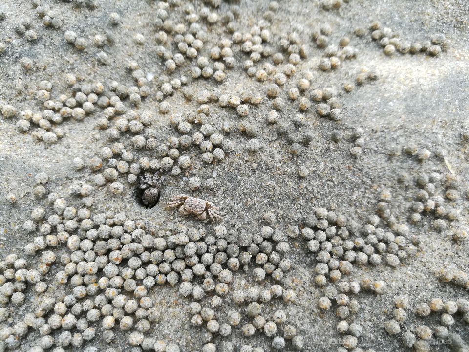 Sand bubbler crab on beach