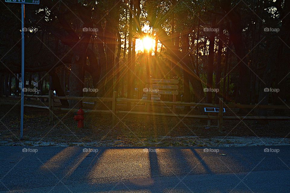 Sunrise and sunsets of the USA - the powerful solar system penetrates the tall pine trees that are lined up in the park