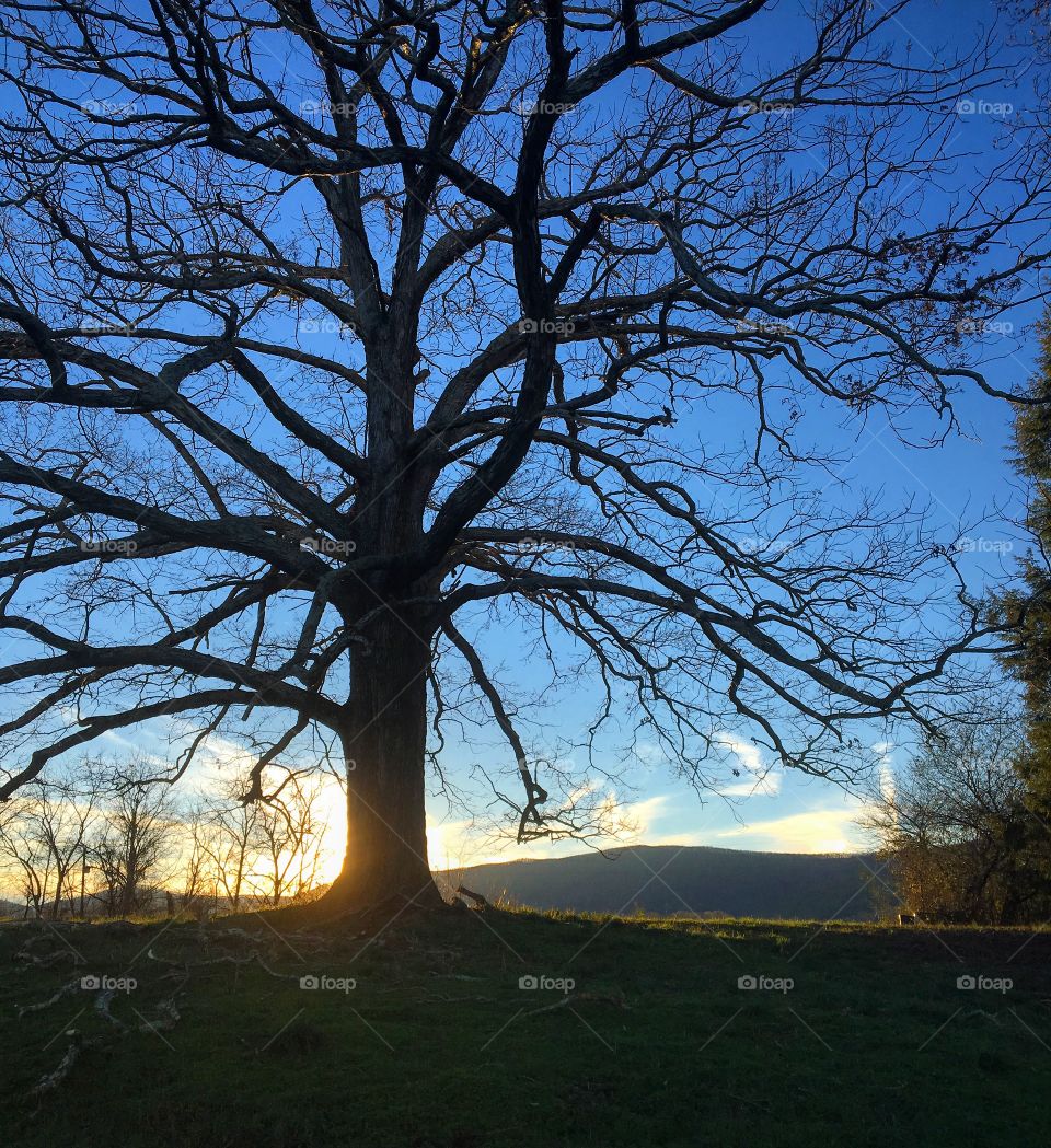 Sprawling tree