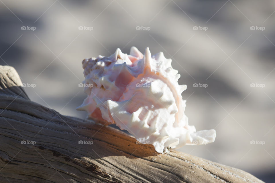 White pink seashell on wood