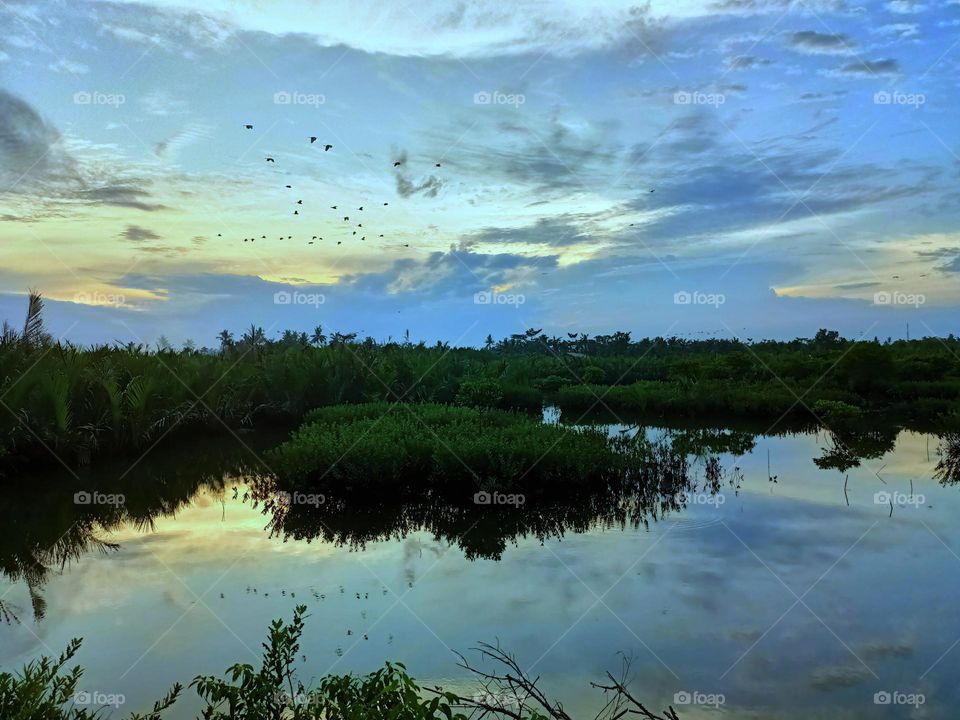 The twilight sky as the birds return to their nests is reflected in the swamp water