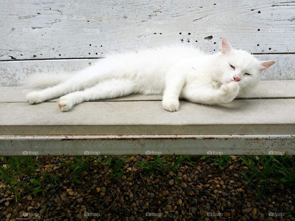 White cat sleep comfortably.