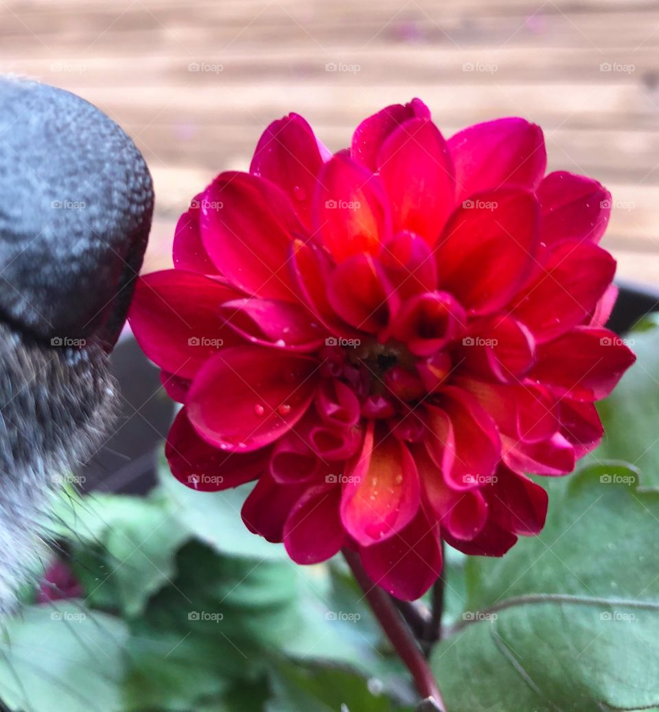 A dog stops to smell the flowers