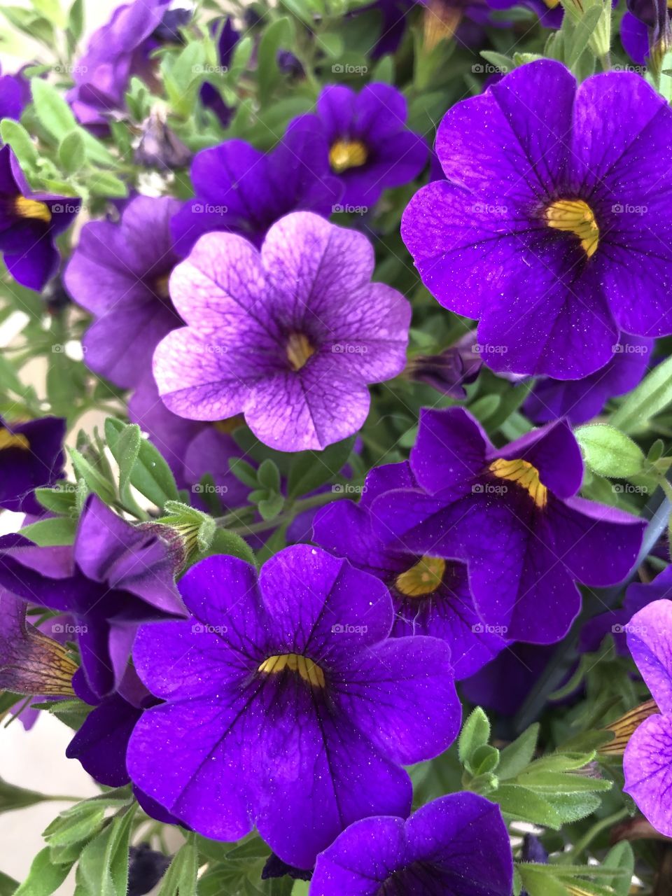 Purple petunia flowers 