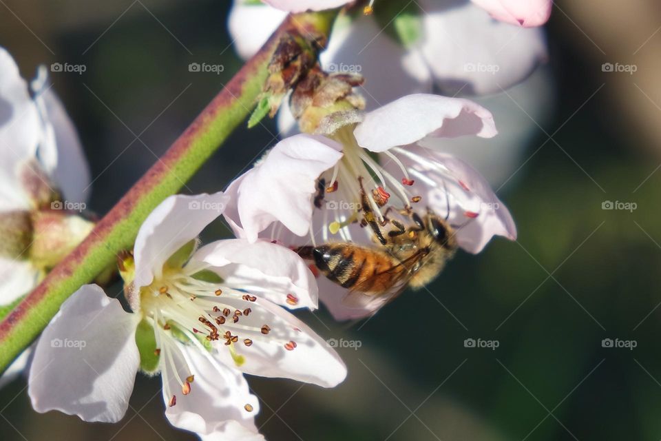 Bee sucking nectar from early blooming spring flowers