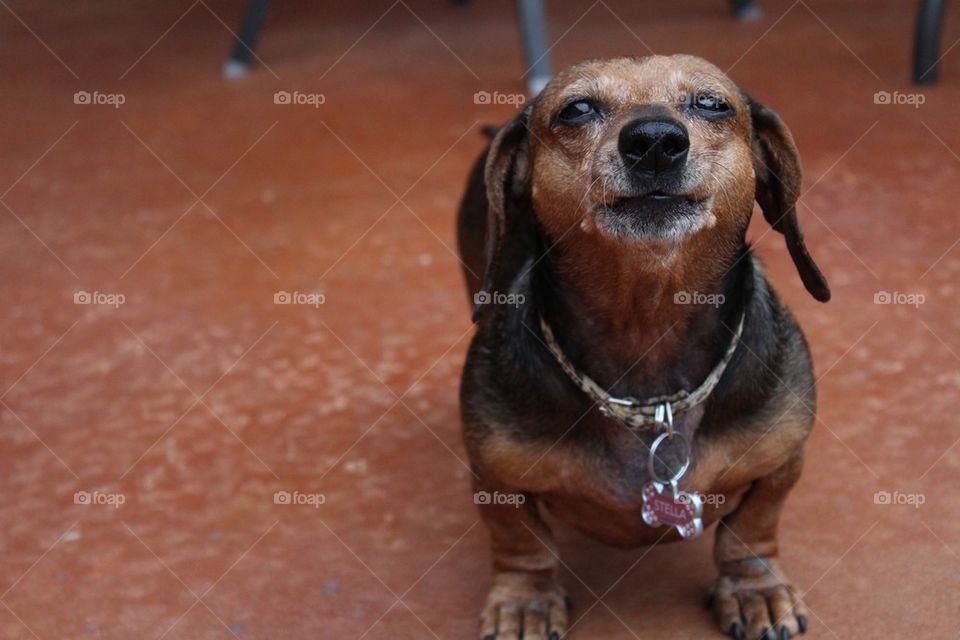 Old Doxie