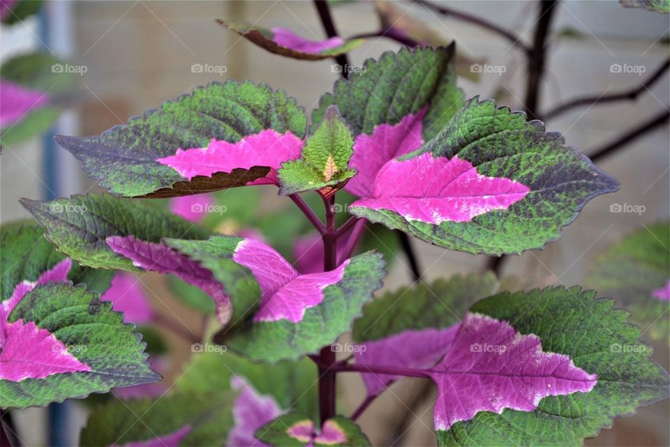 Leaves with more than green leaves