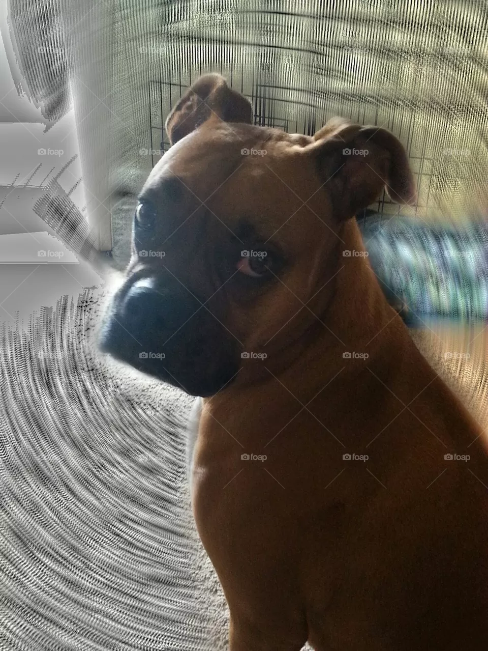 Boxer baby
