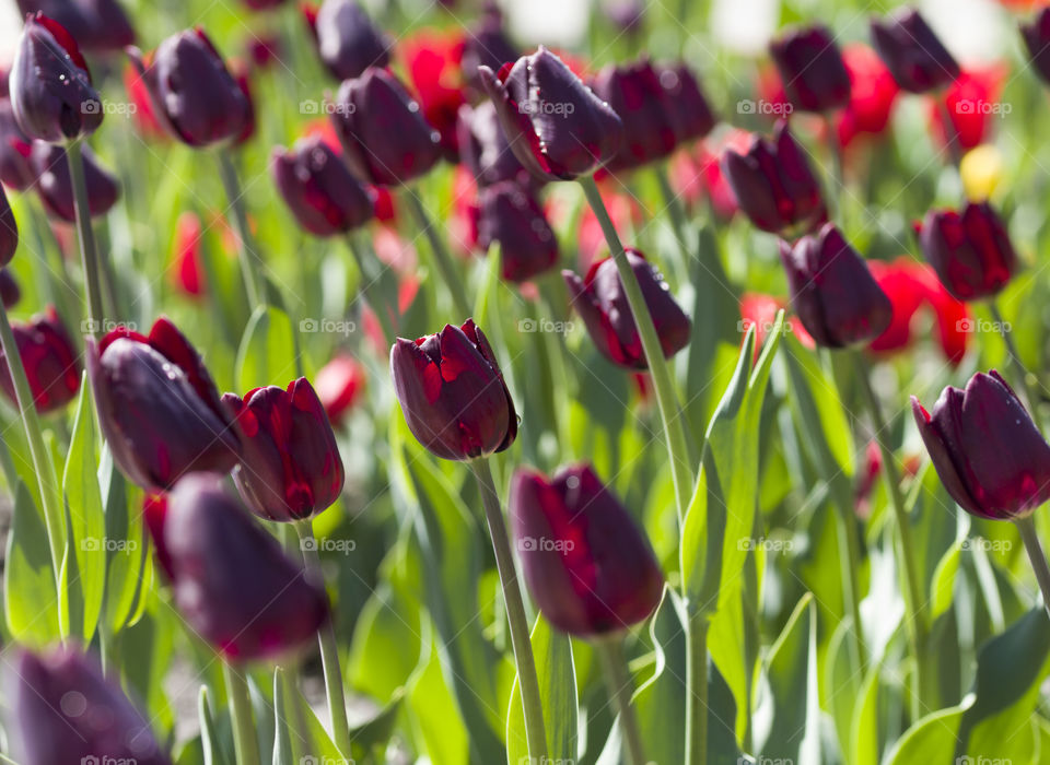 purple tulips . flower field concept