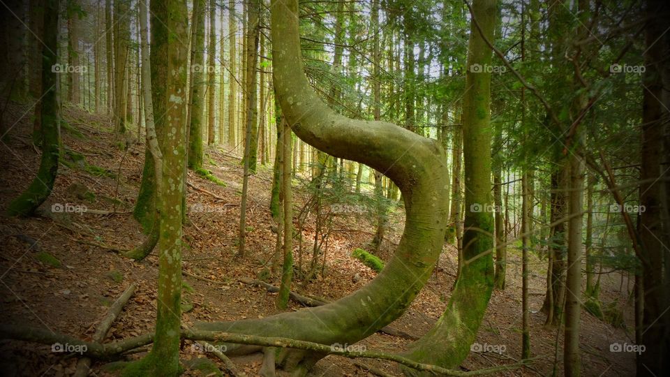 The winding tree