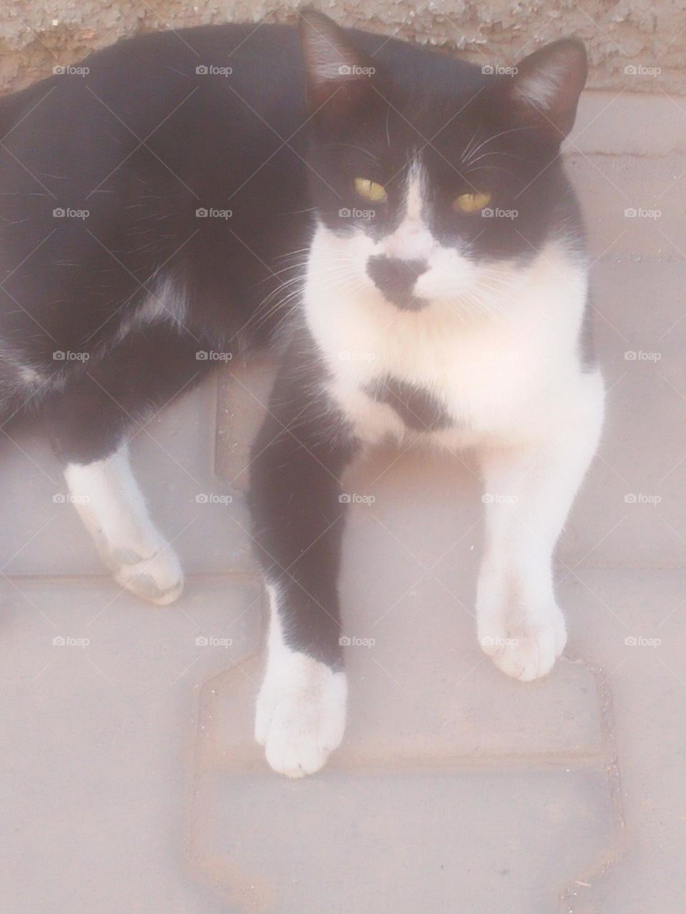 Beautiful cat looking at camera.