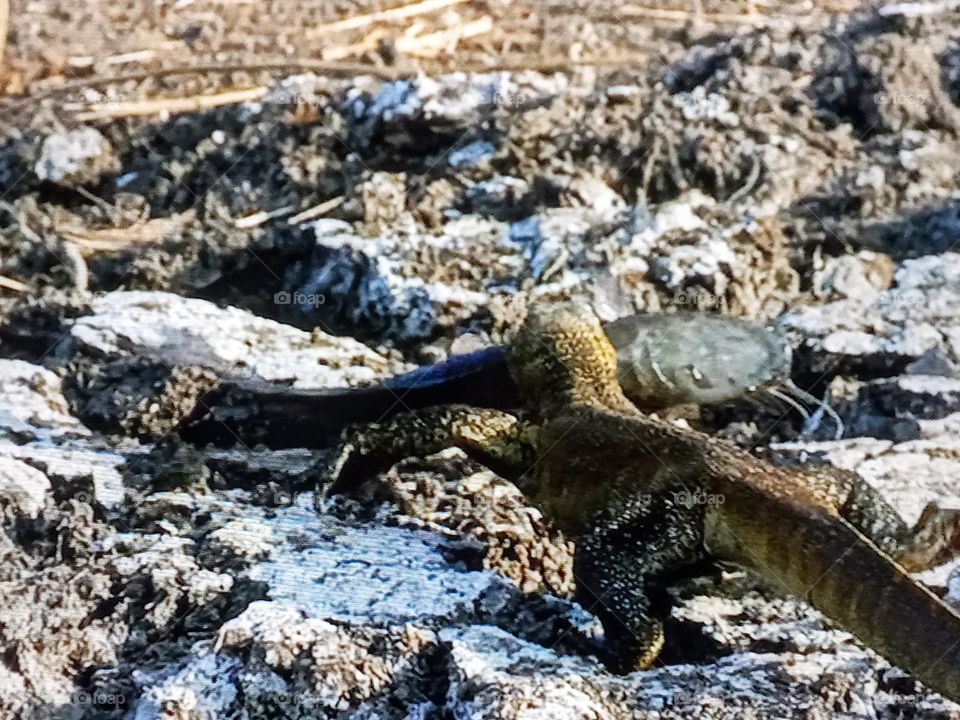 one reptile photography