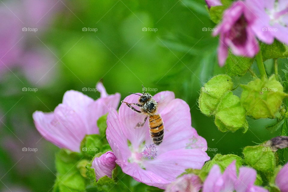 Bee in a flower