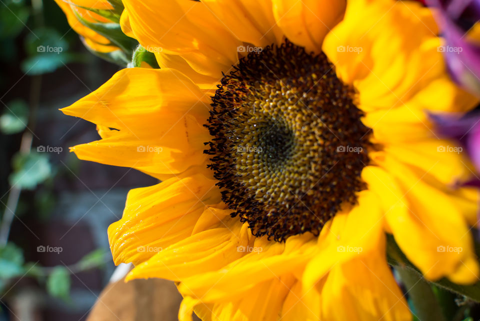 Closeup of beautiful Sunflower (Helianthus annulus) blooming full frame  happiness and nature tranquility photography with selective focus on petals and flower head 