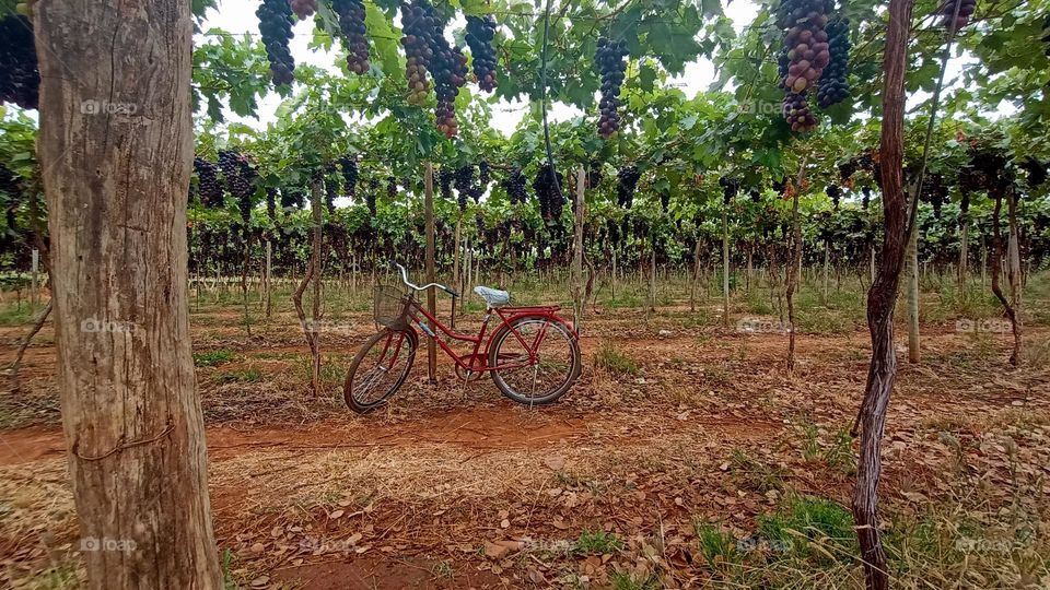 bicycle in the vineyard