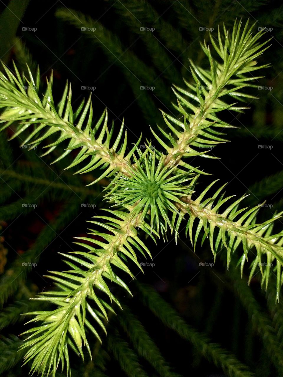Araucaria Pine Tree