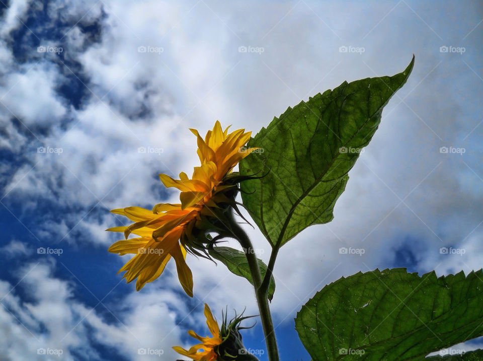 sky summer clouds leaves by chris7ben