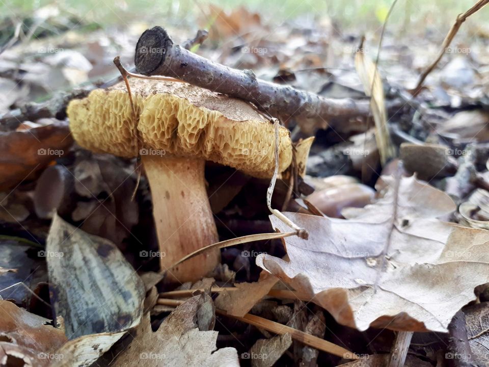 Mushroom in the forest 