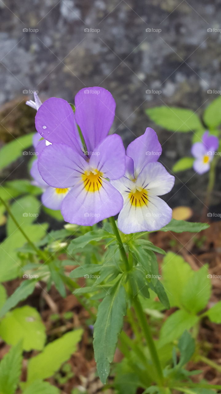 flowers