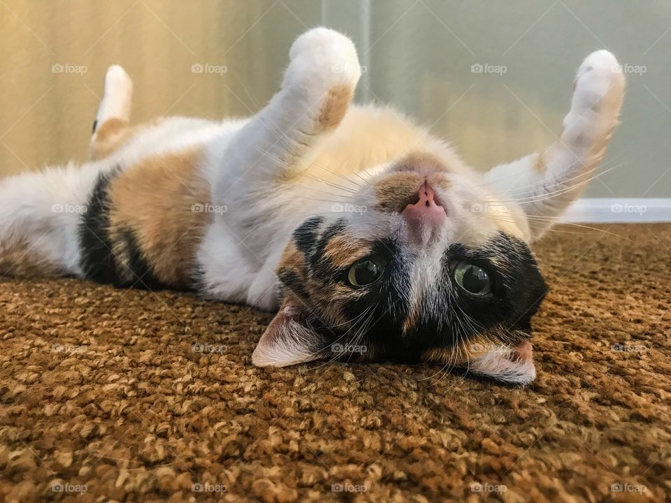 Calico