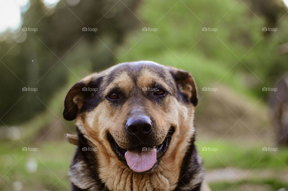 Happy dog. Humans best friend.