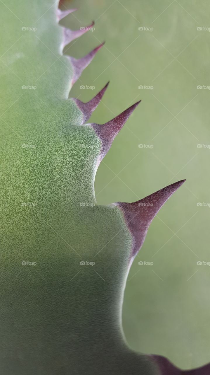 hooked leaf of green agave