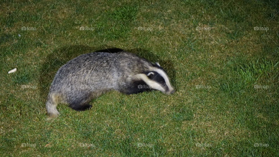 Badger