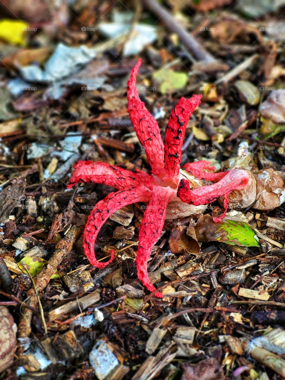 Miracle of nature, the squit fungus.