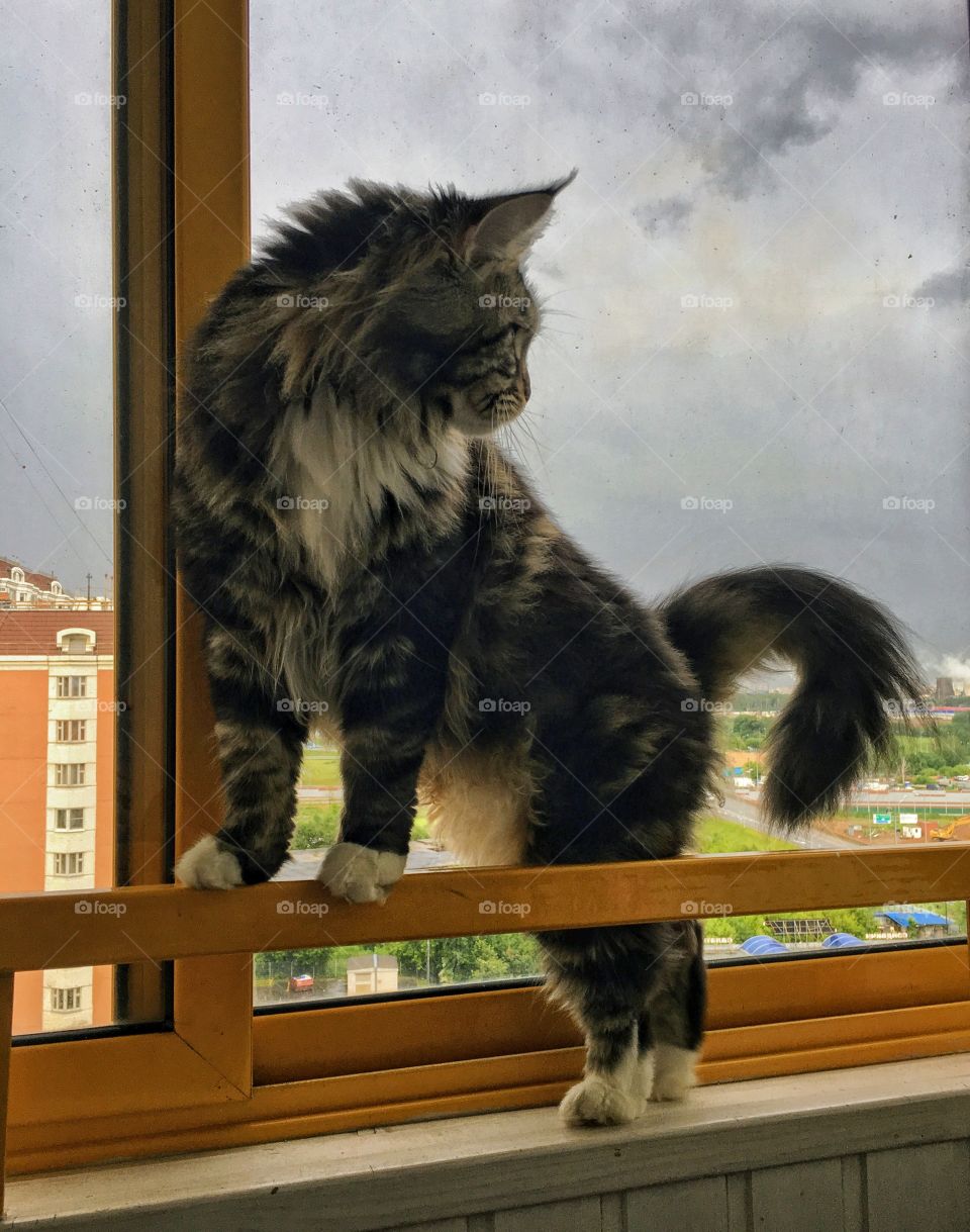 Balcony cat.