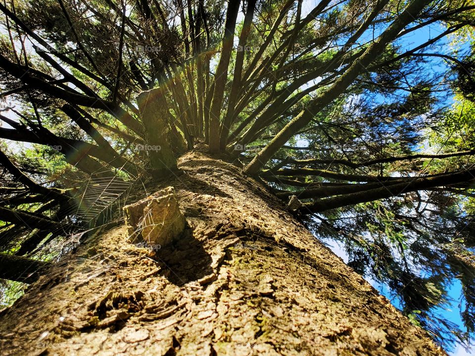 Tree Stomp with hole