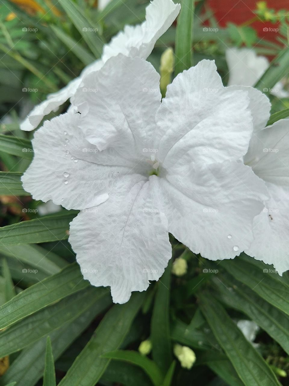 Beautiful white flowers in bloom.