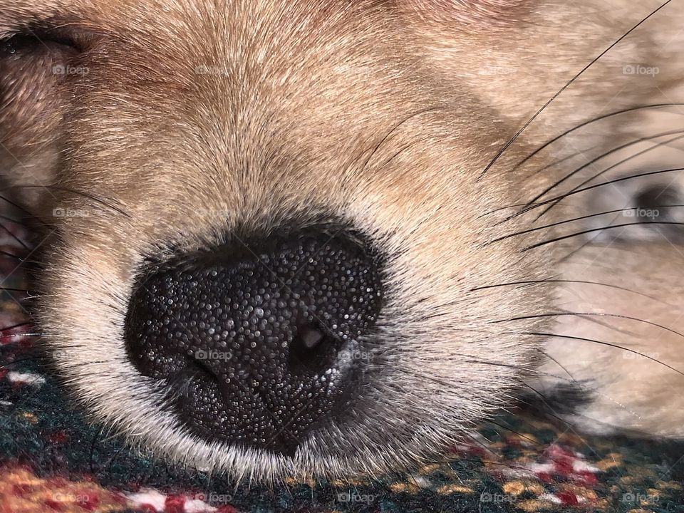 Puppy nose 