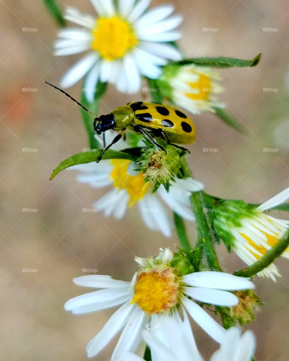Insect, Nature, Flower, Bee, Summer