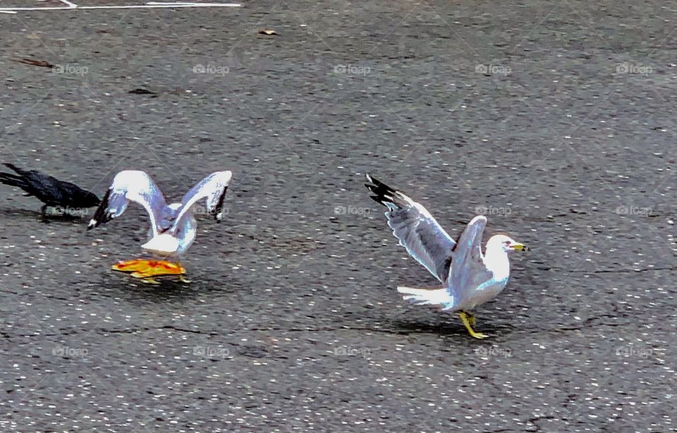 Seagulls fighting 