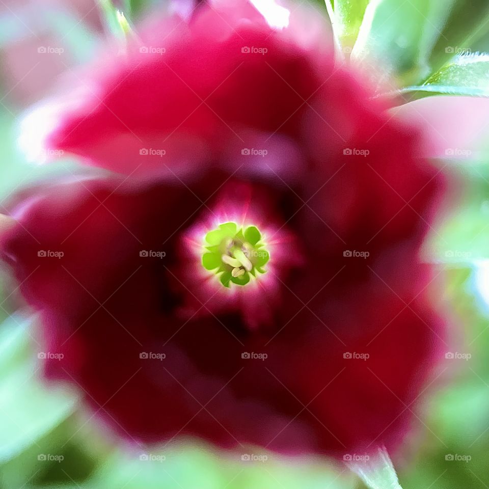 Hollyhocks flower closeup 