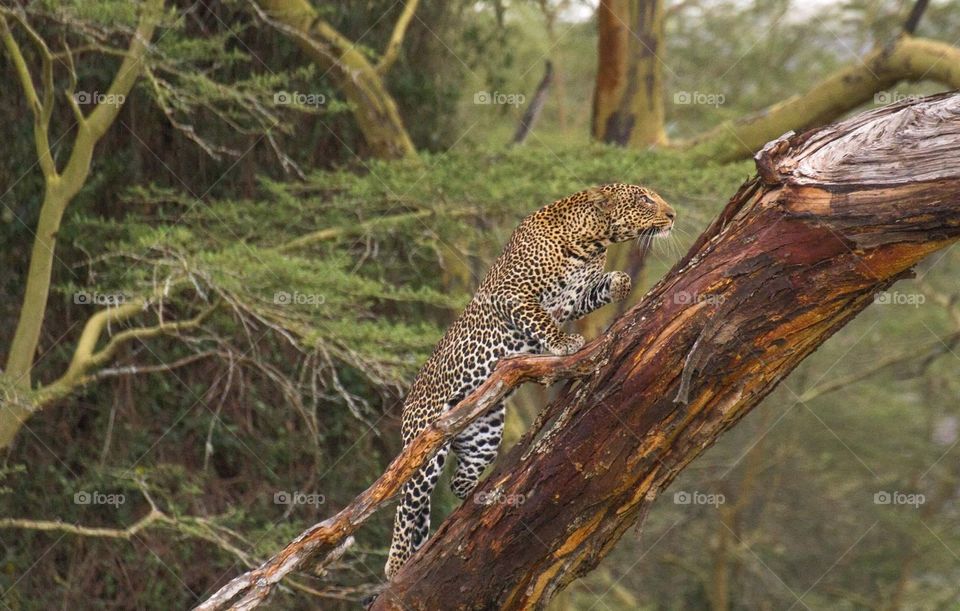 Leopard on tree