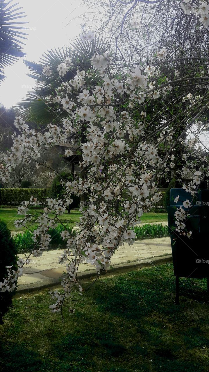 Almond Bloom in Spring in Kashmir.