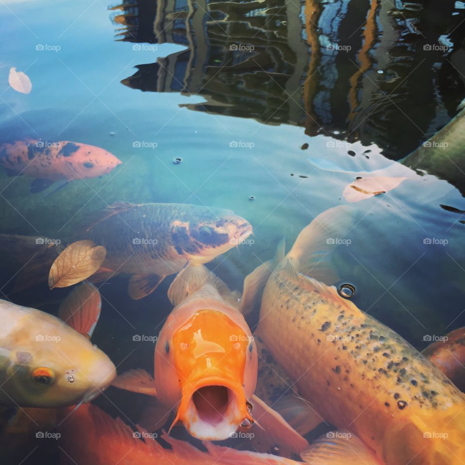 Koi Fish With Open Mouth