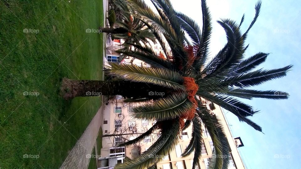palm