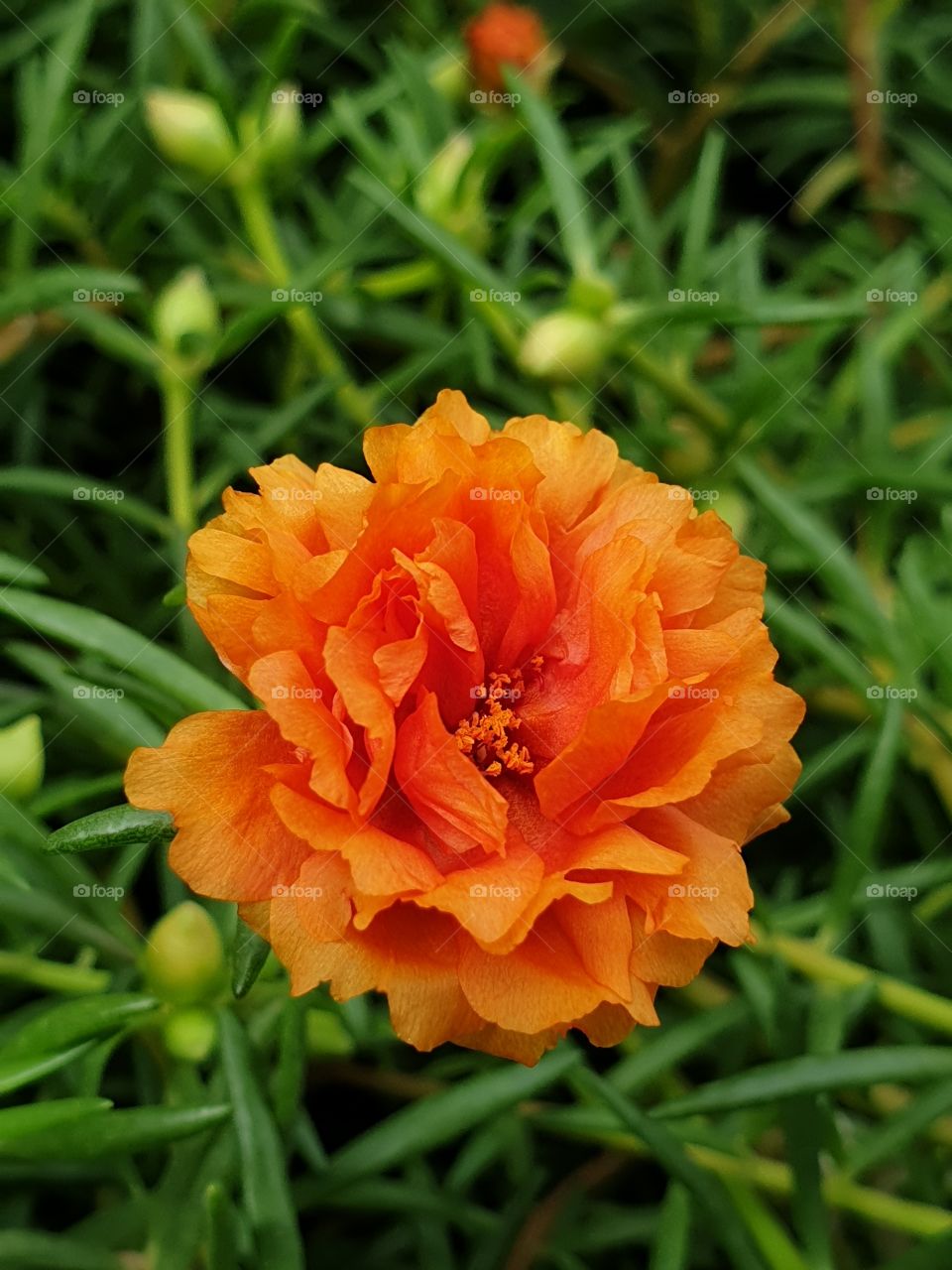 my beautiful Portulaca grandiflora