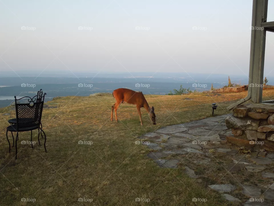 deer