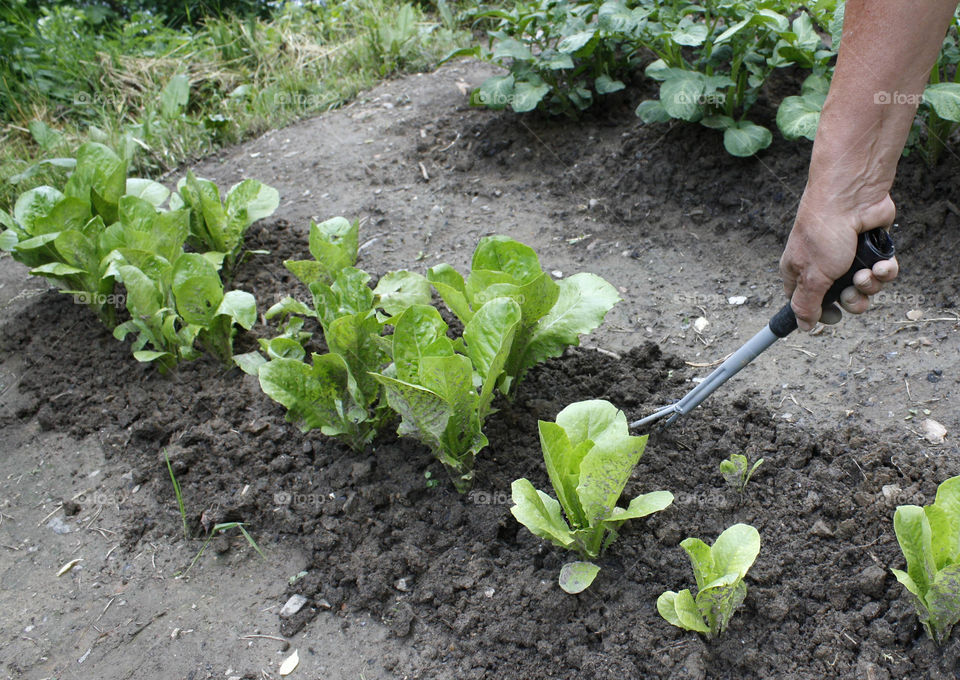 Lettuce, gardening