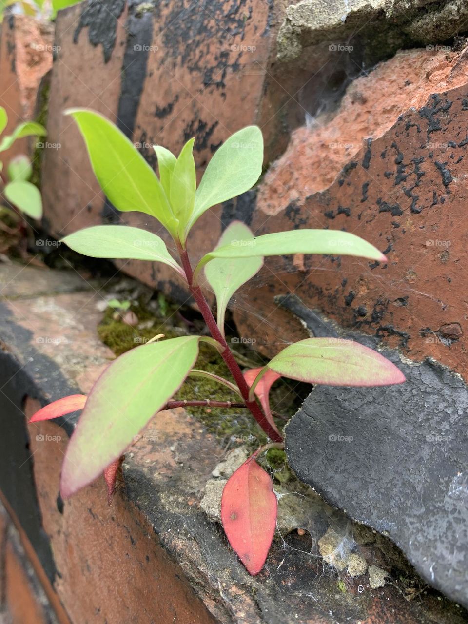Wall Sapling