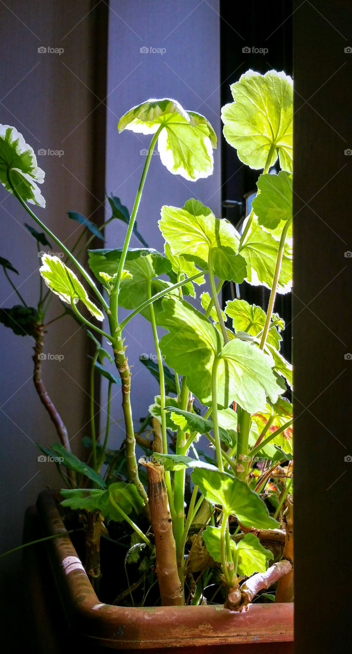 Pelargonium in a pot