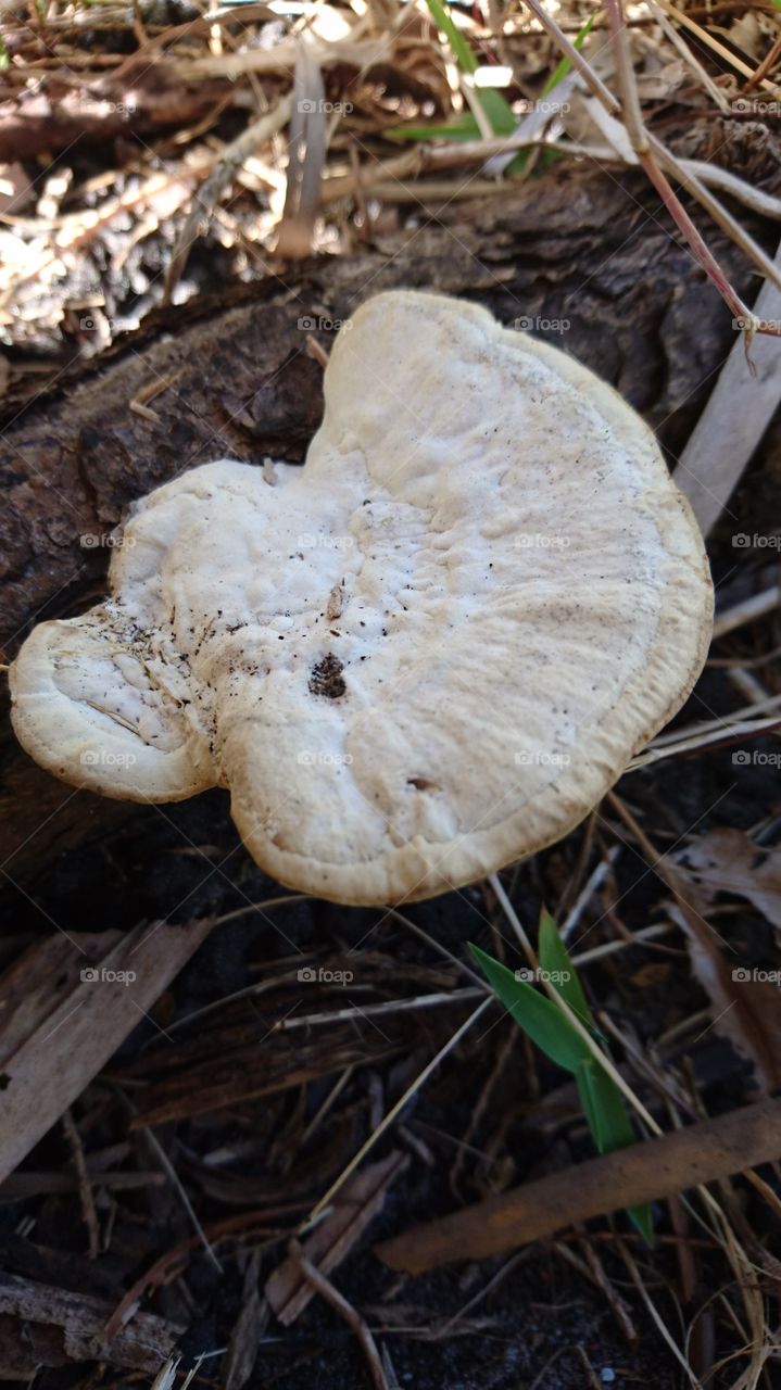 Fungus, Mushroom, Fall, Wood, Nature