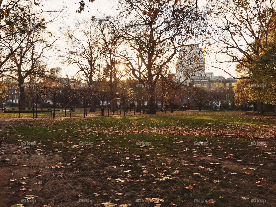 Fall, Tree, Park, Landscape, Leaf