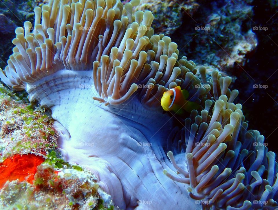 Anemone fish checking out the scenery 