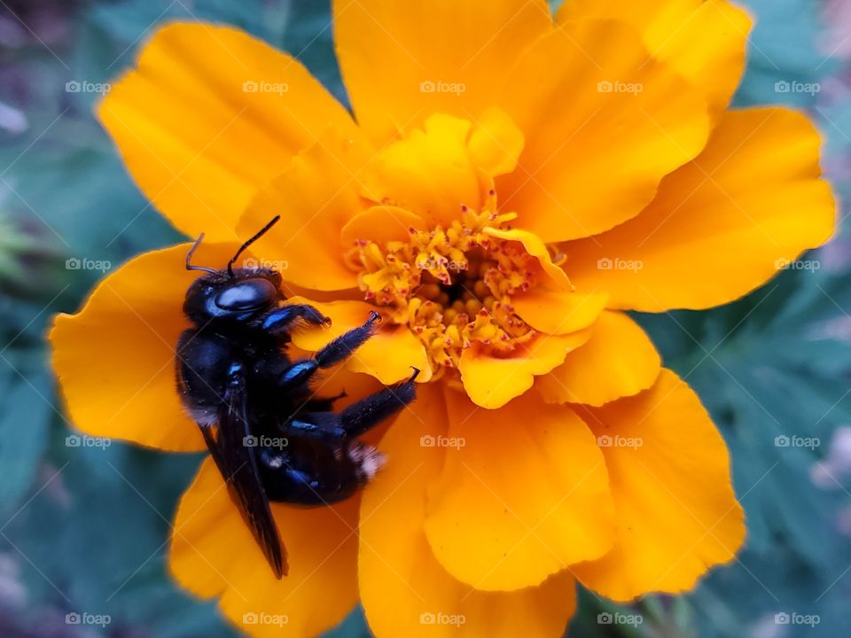 Black bee pollinating a gold color French marigold